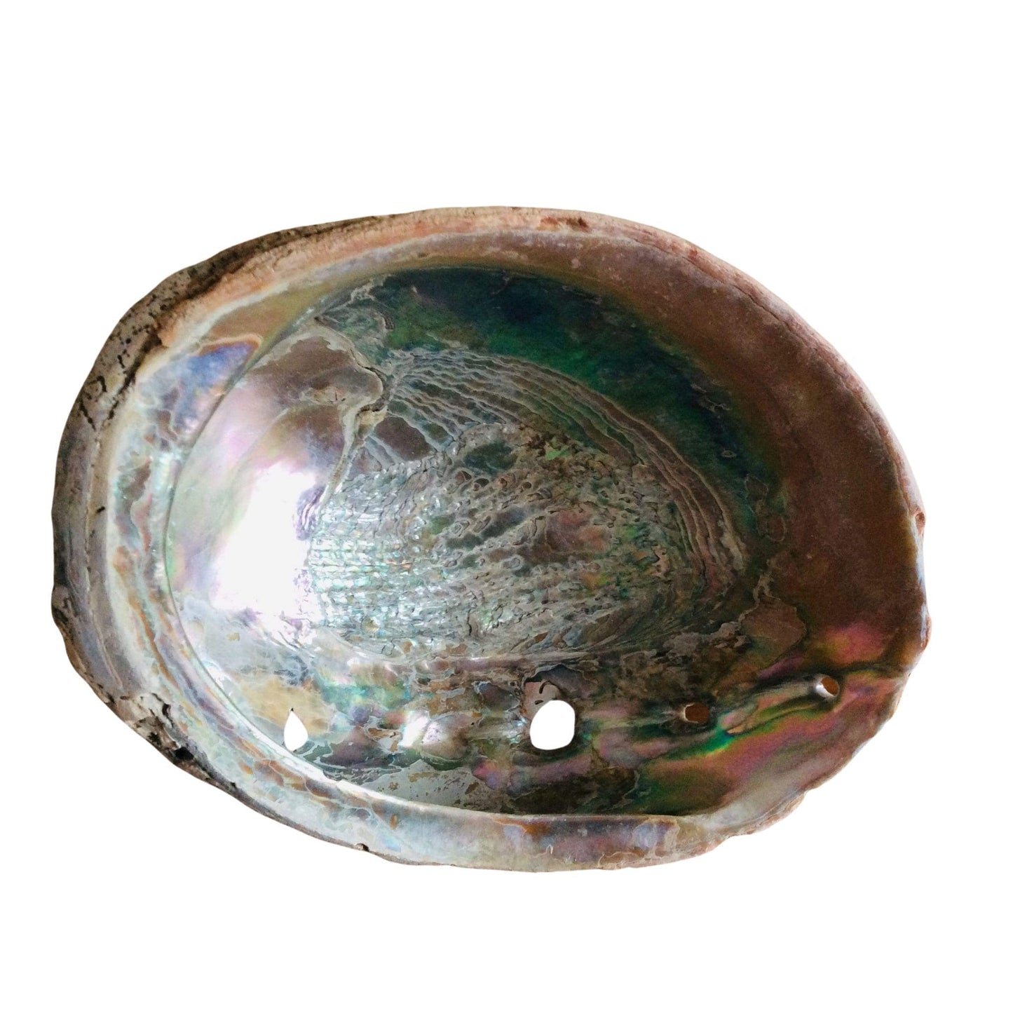 Abalone Sea Shell Multi / Shell / Vintage 1920s