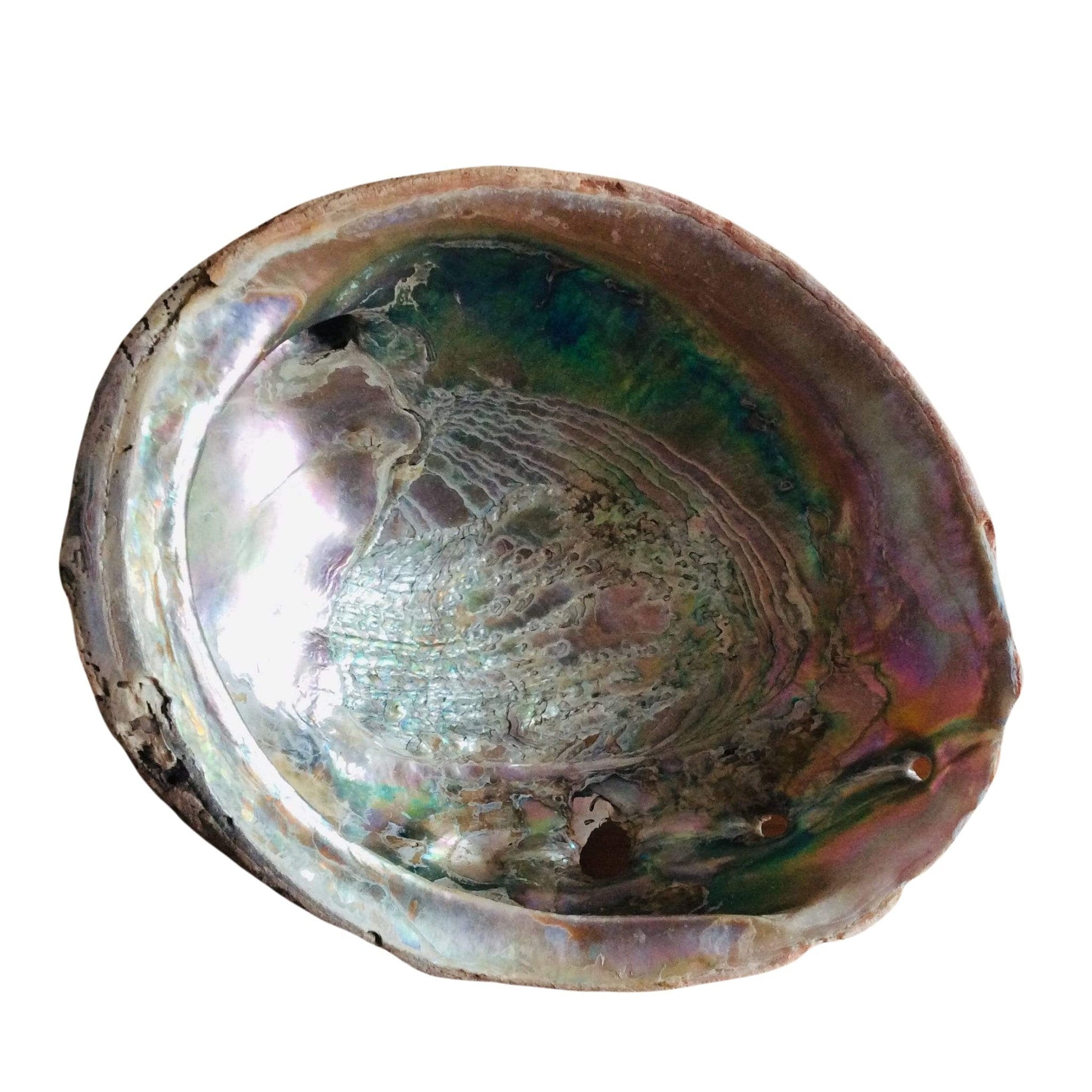 Abalone Sea Shell Multi / Shell / Vintage 1920s