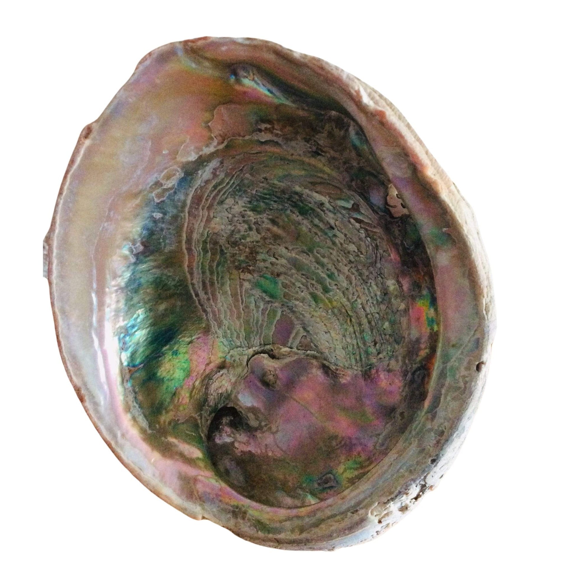 Abalone Sea Shell Multi / Shell / Vintage 1920s