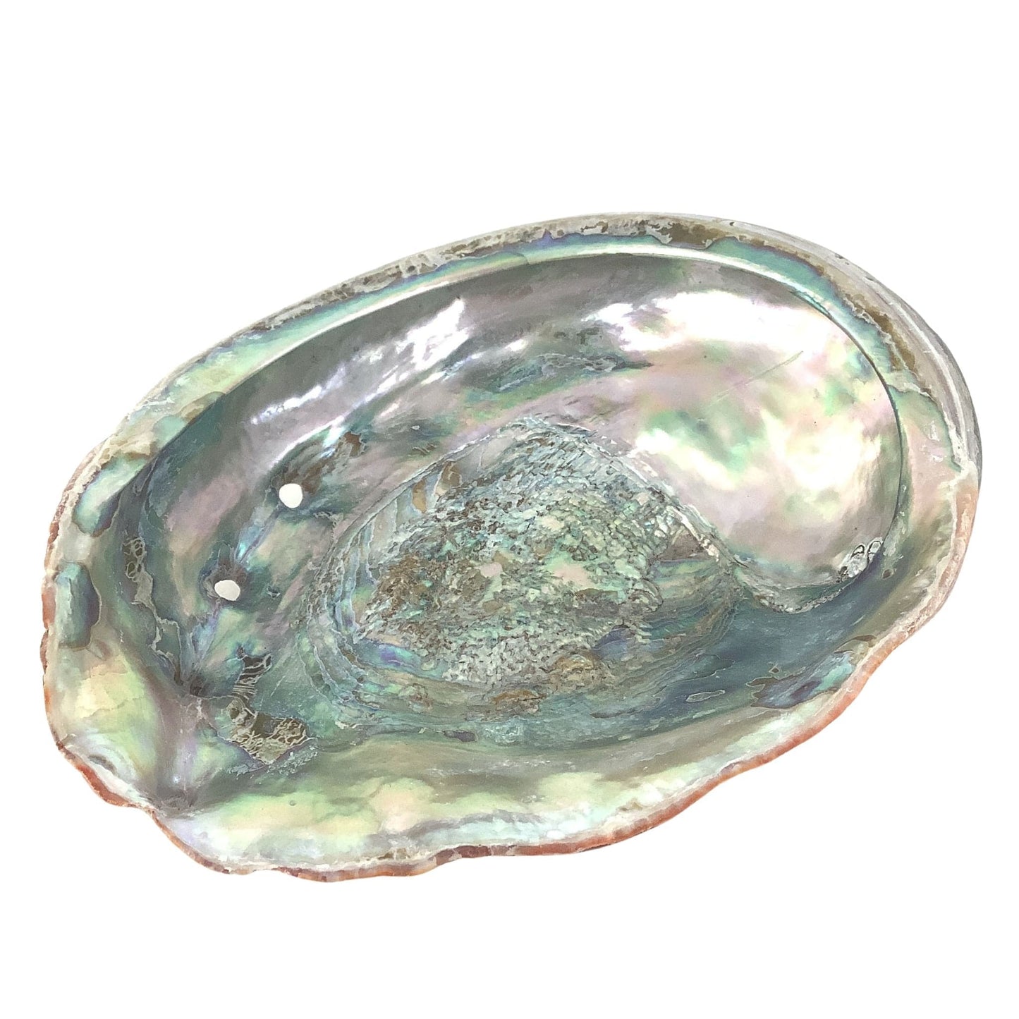 Large Abalone Shell Multicolor / Shell / Nautical