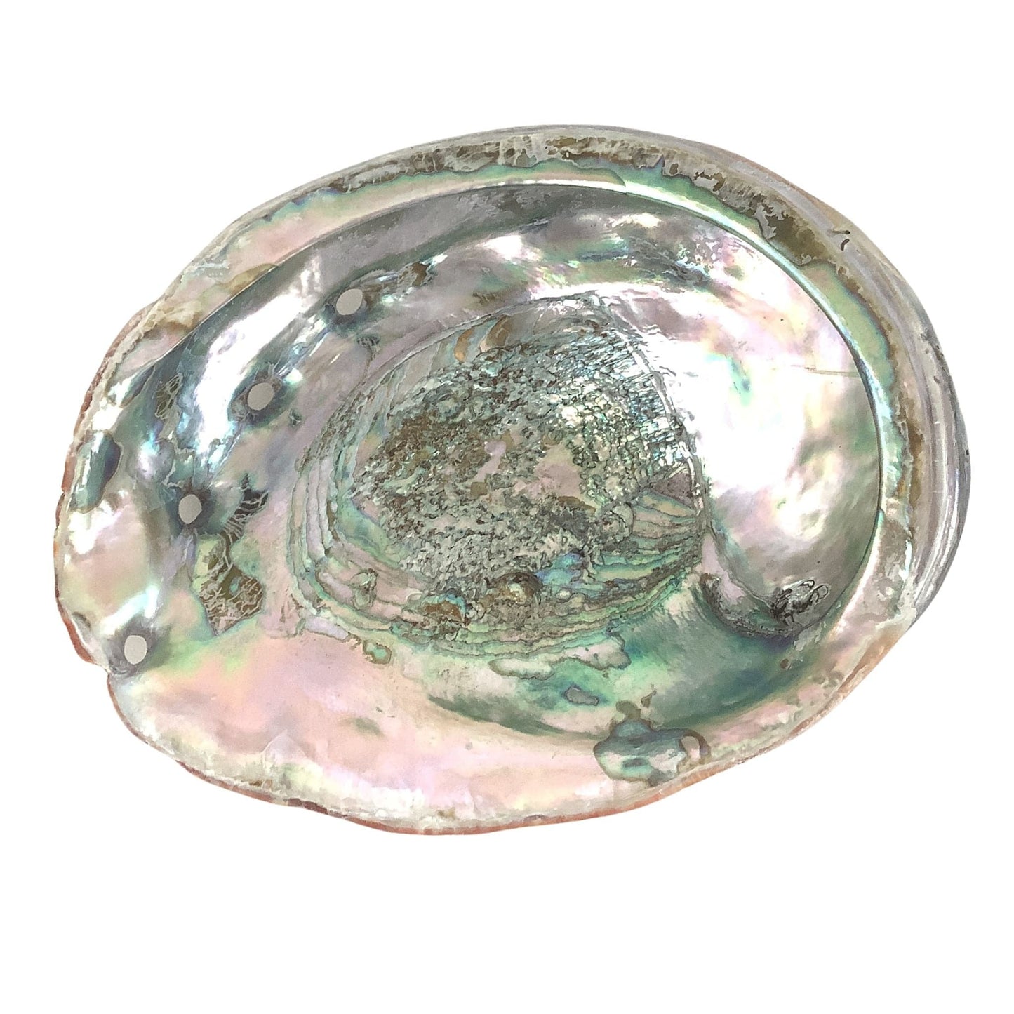 Large Abalone Shell Multicolor / Shell / Nautical