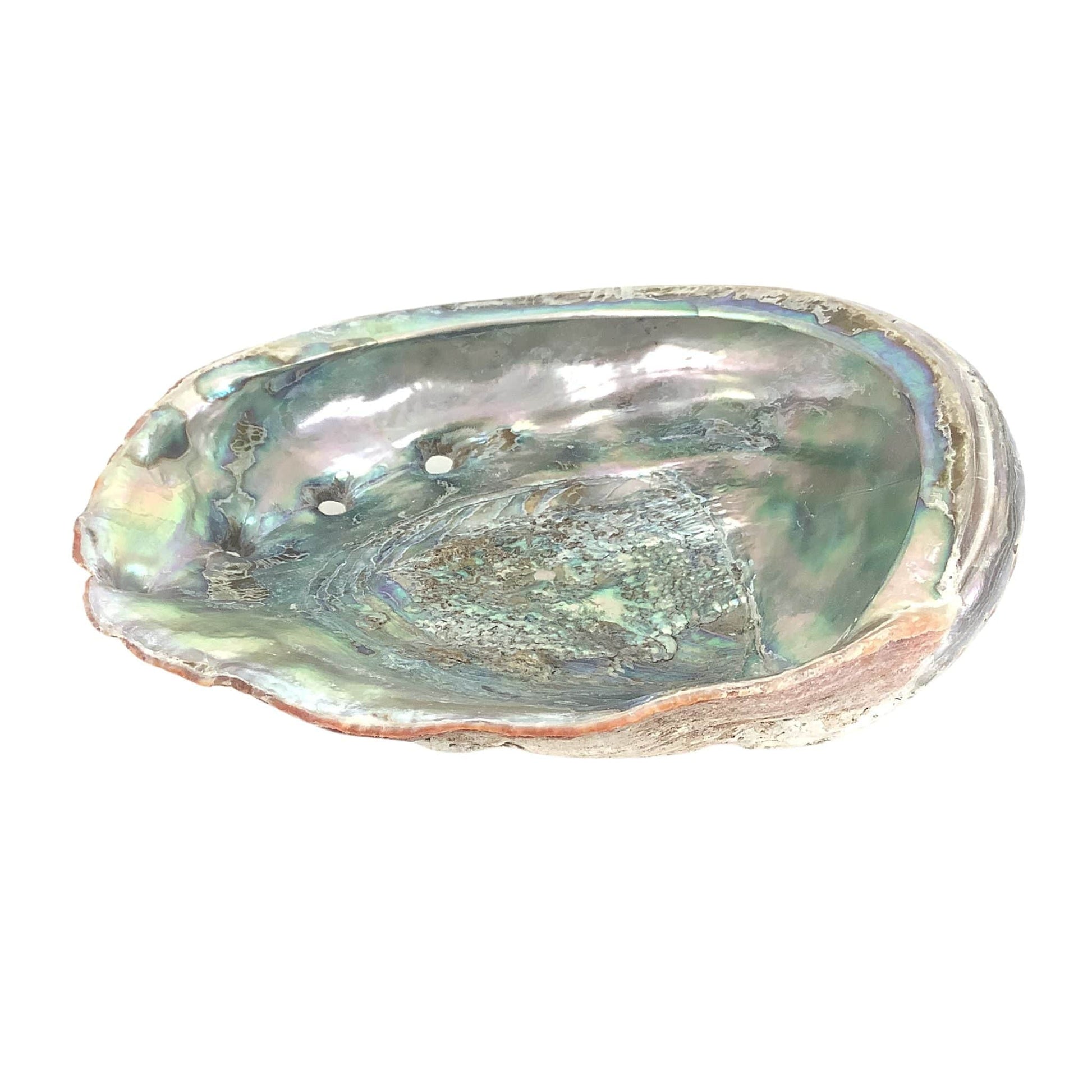 Large Abalone Shell Multicolor / Shell / Nautical