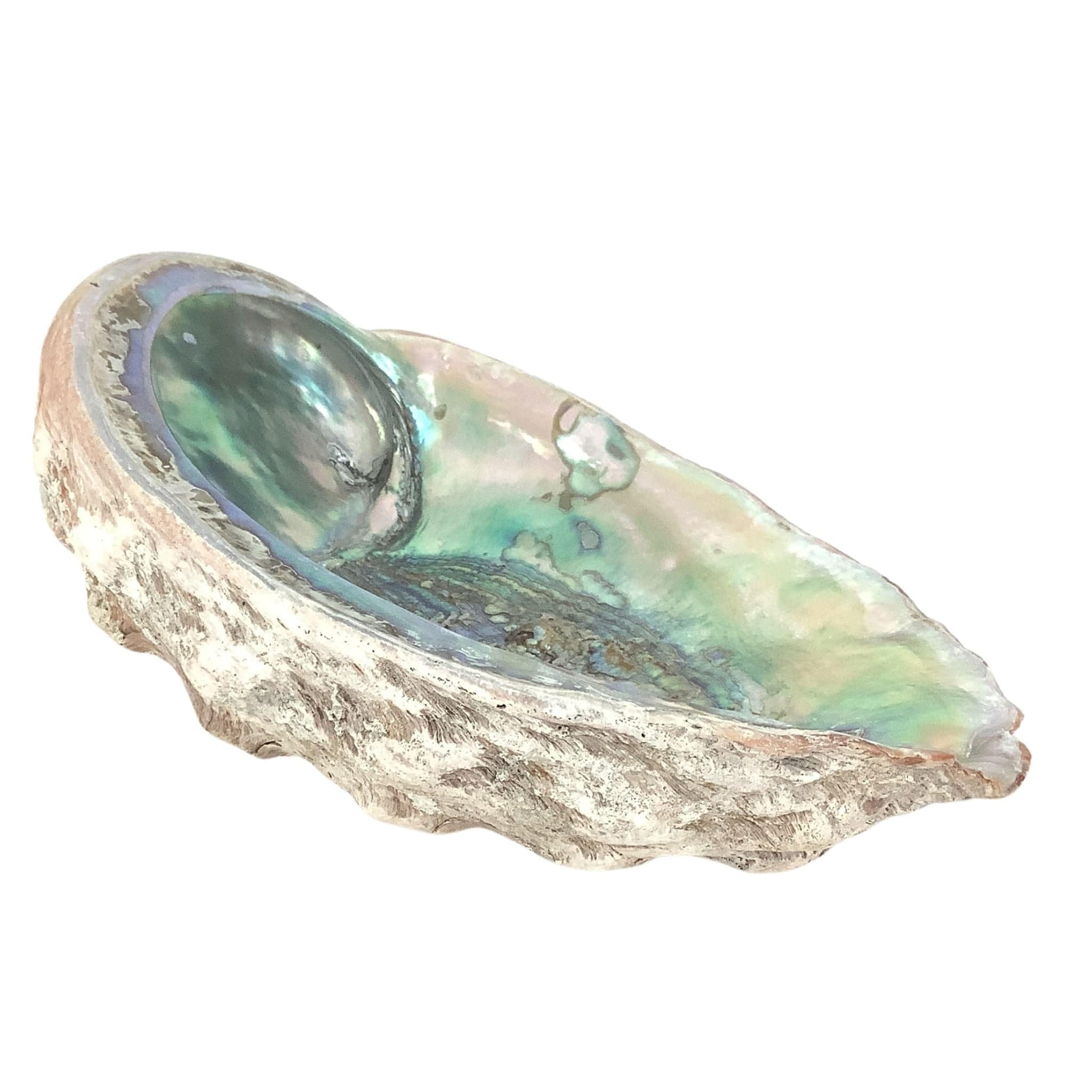 Large Abalone Shell Multicolor / Shell / Nautical