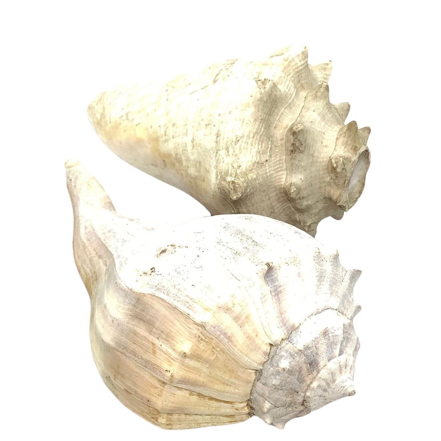 Large Seashells Bundle Natural / Seashell / Various