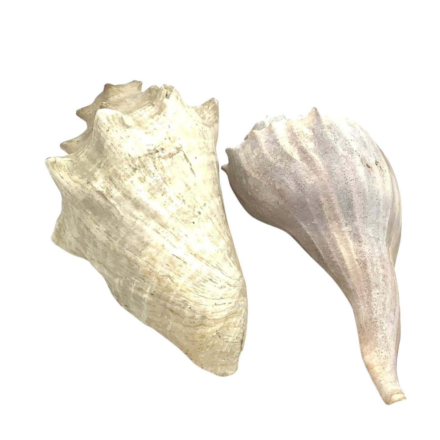 Large Seashells Bundle Natural / Seashell / Various