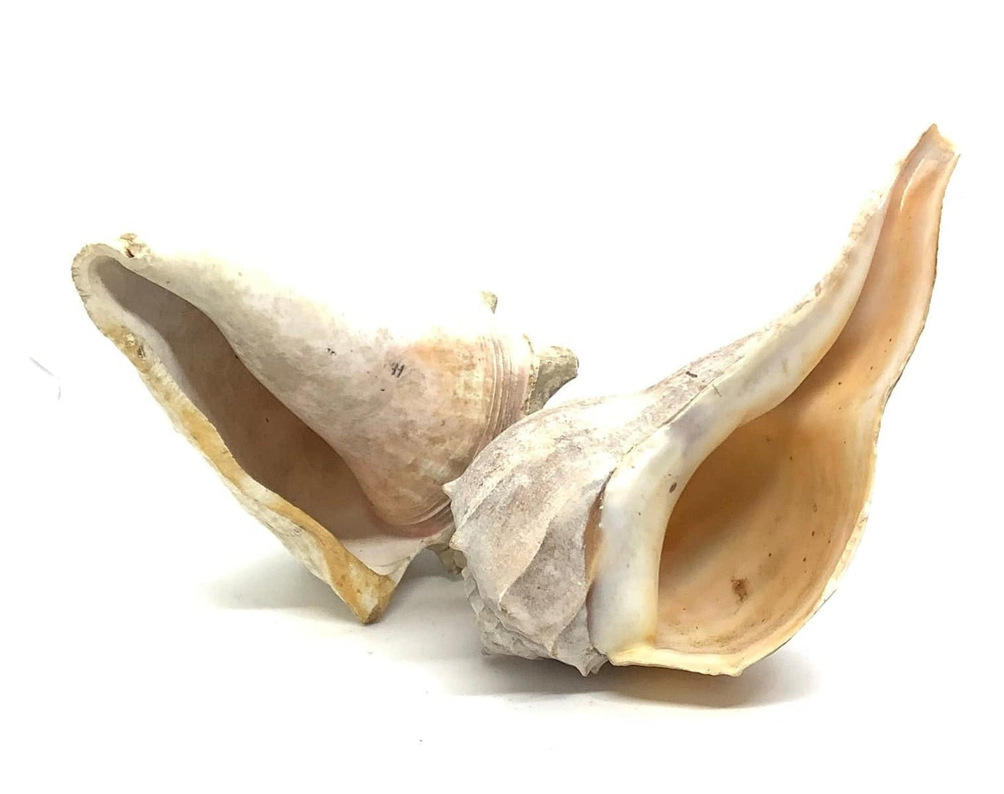 Large Sea Shells