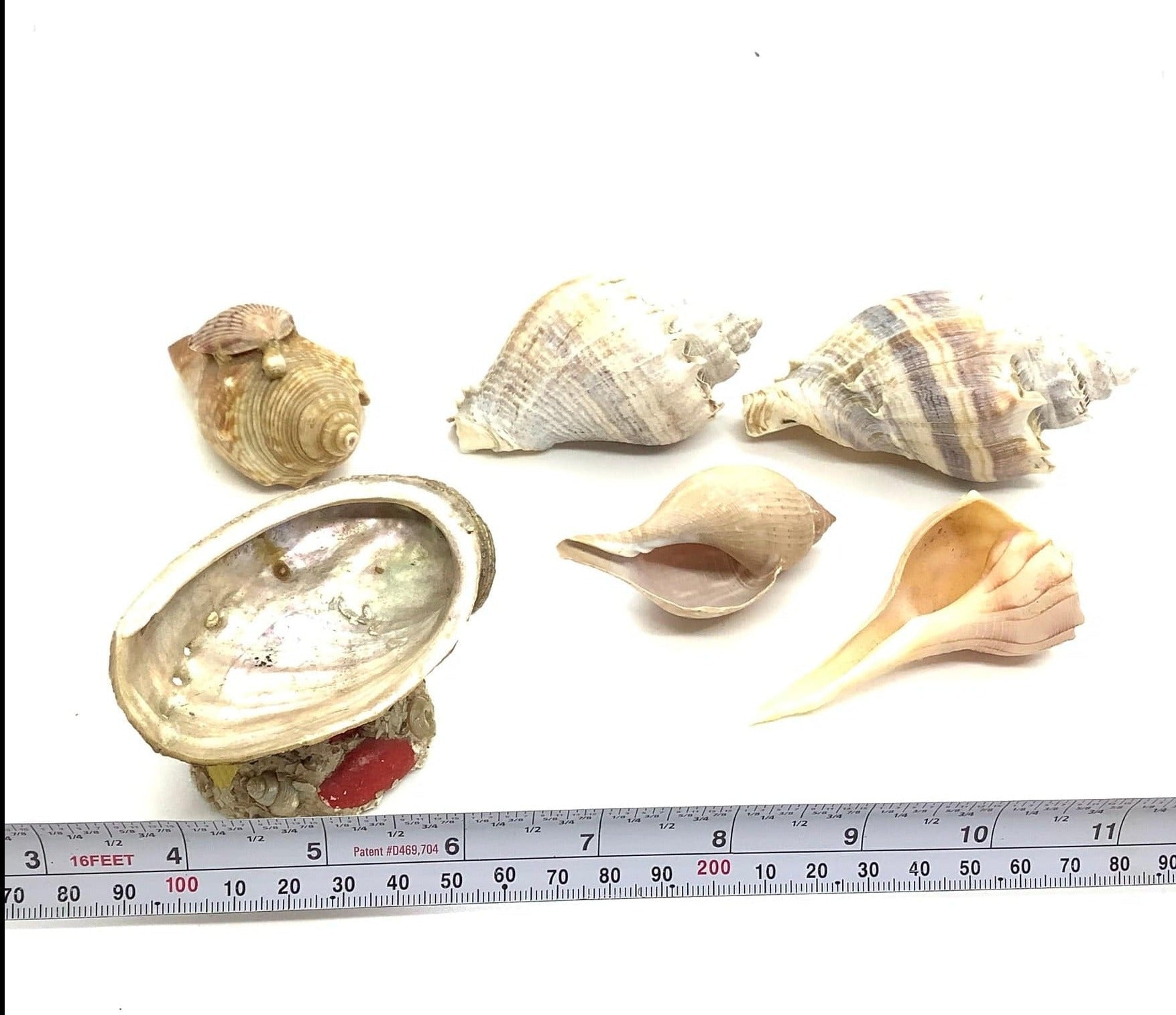 Medium Sea Shells Abalone