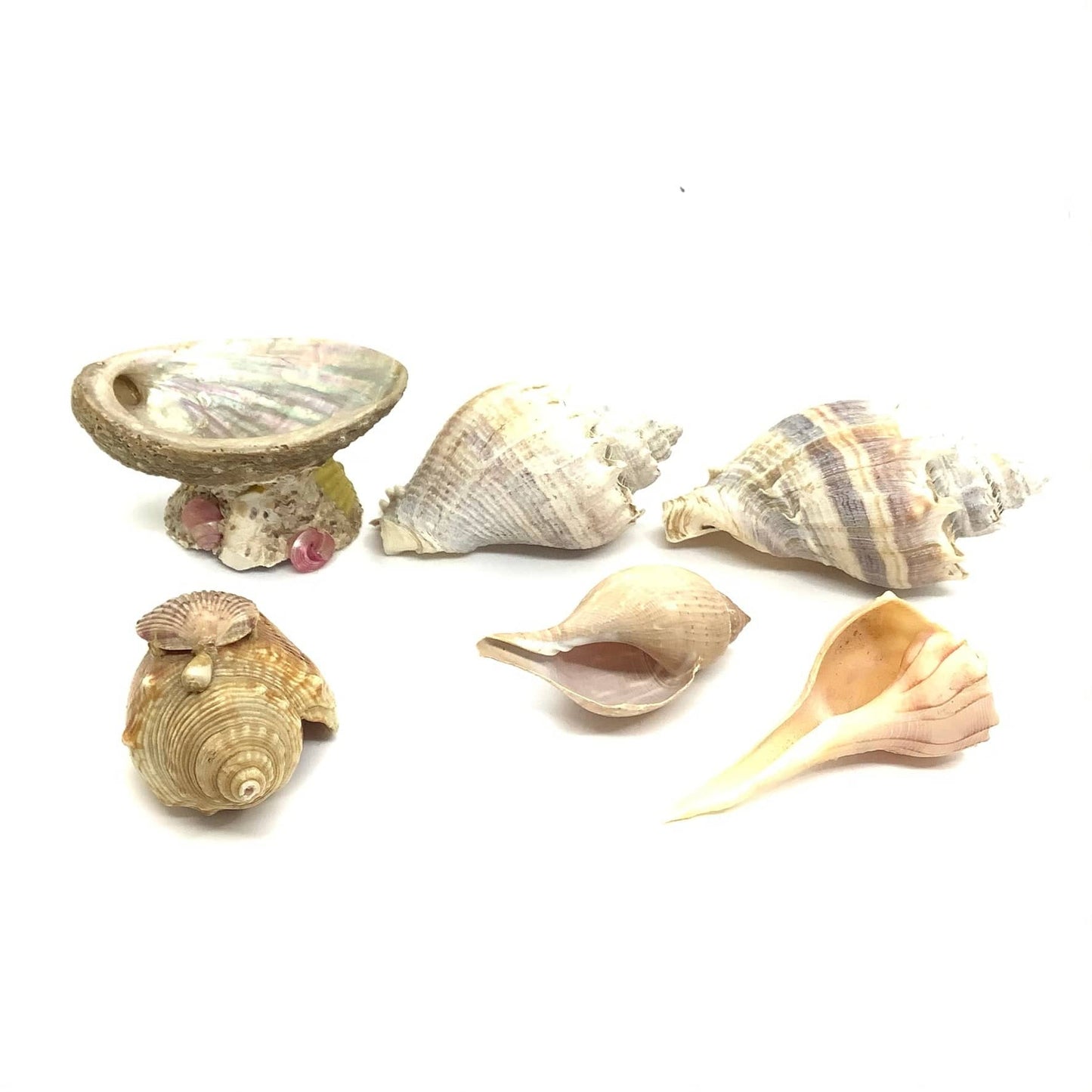 Medium Sea Shells Abalone