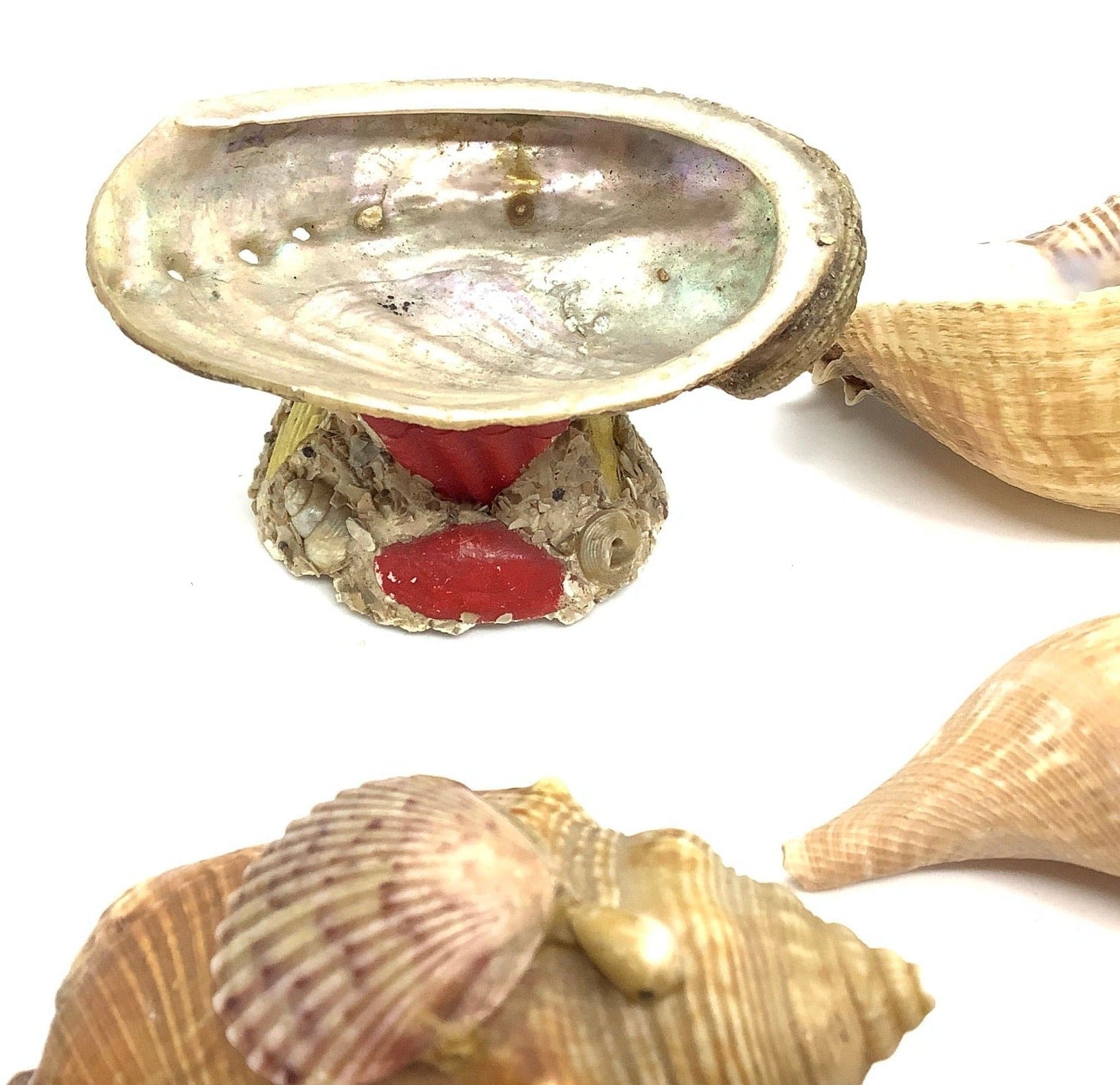 Medium Sea Shells Abalone