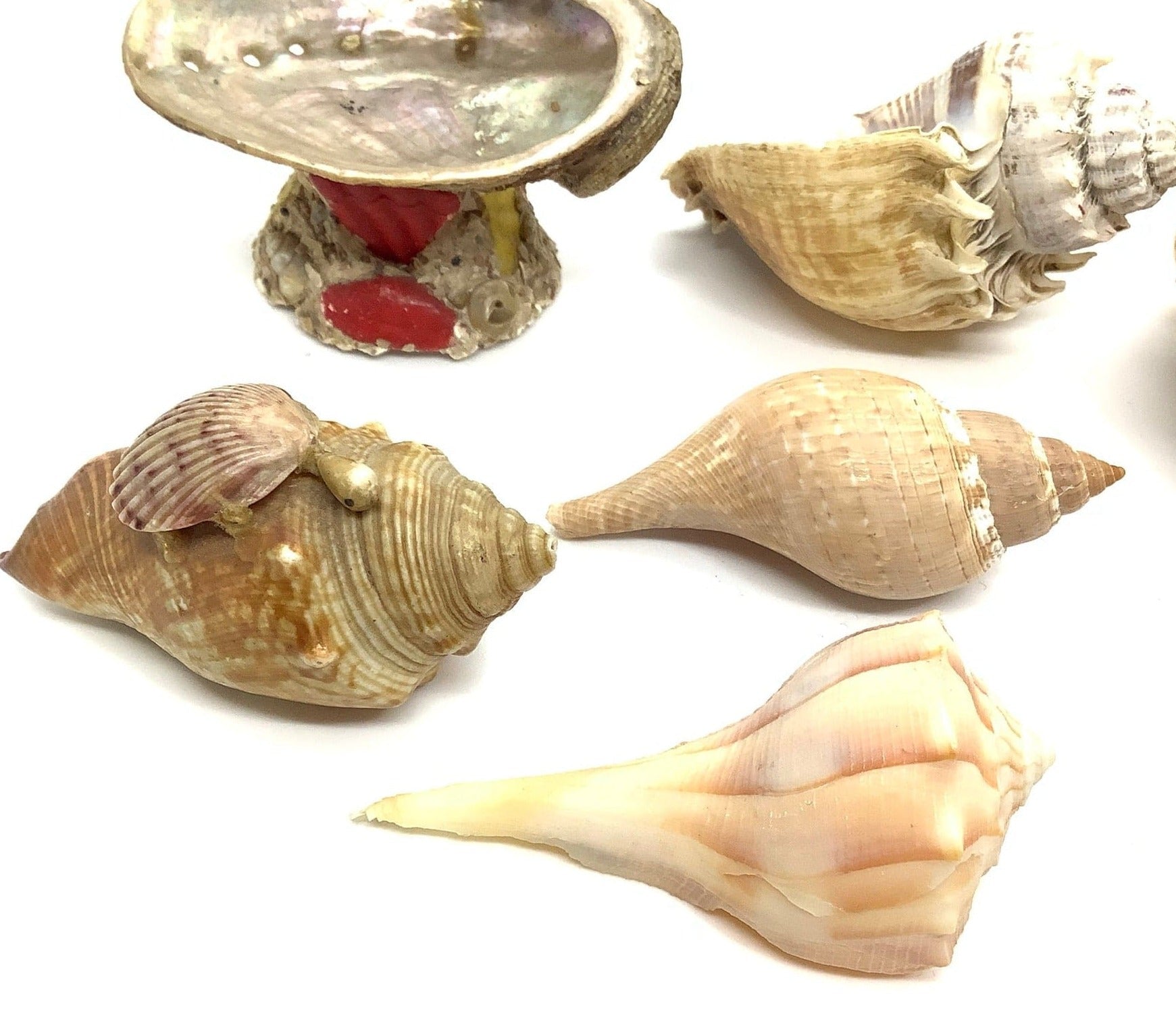 Medium Sea Shells Abalone