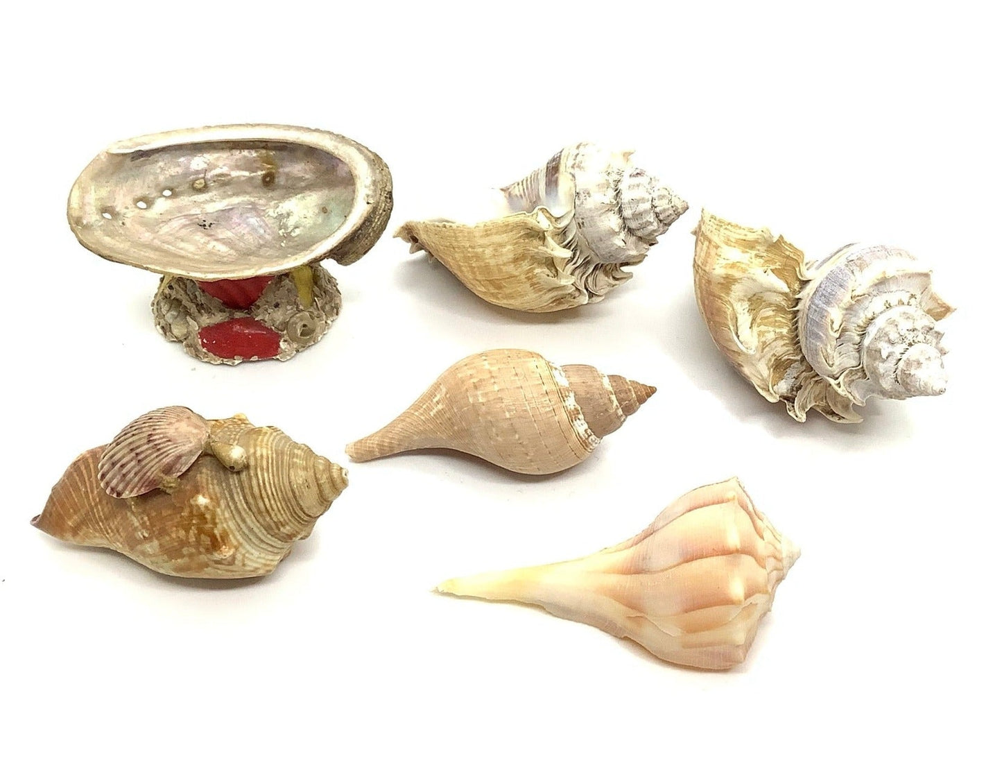 Medium Sea Shells Abalone