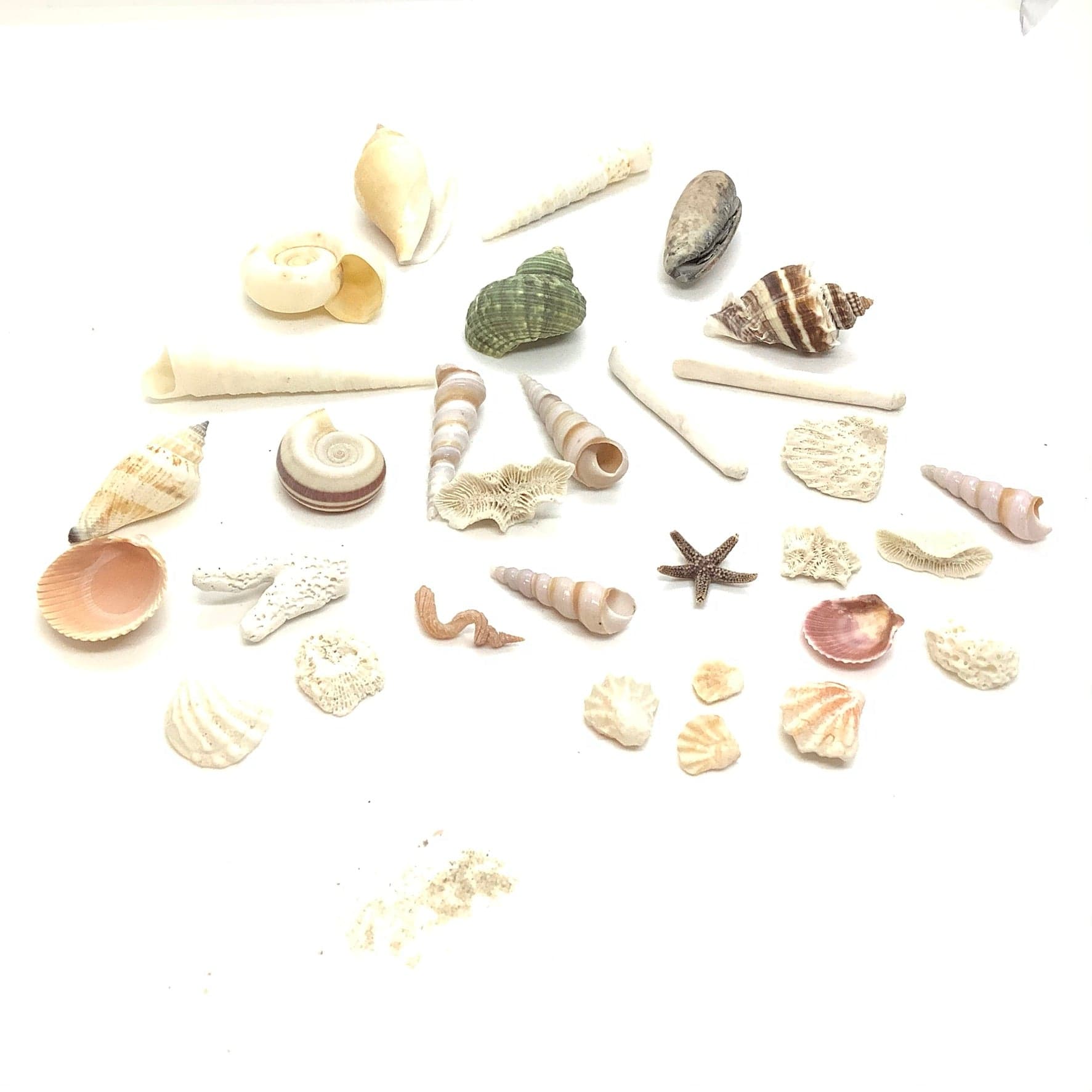Small Sea Shells Bundle