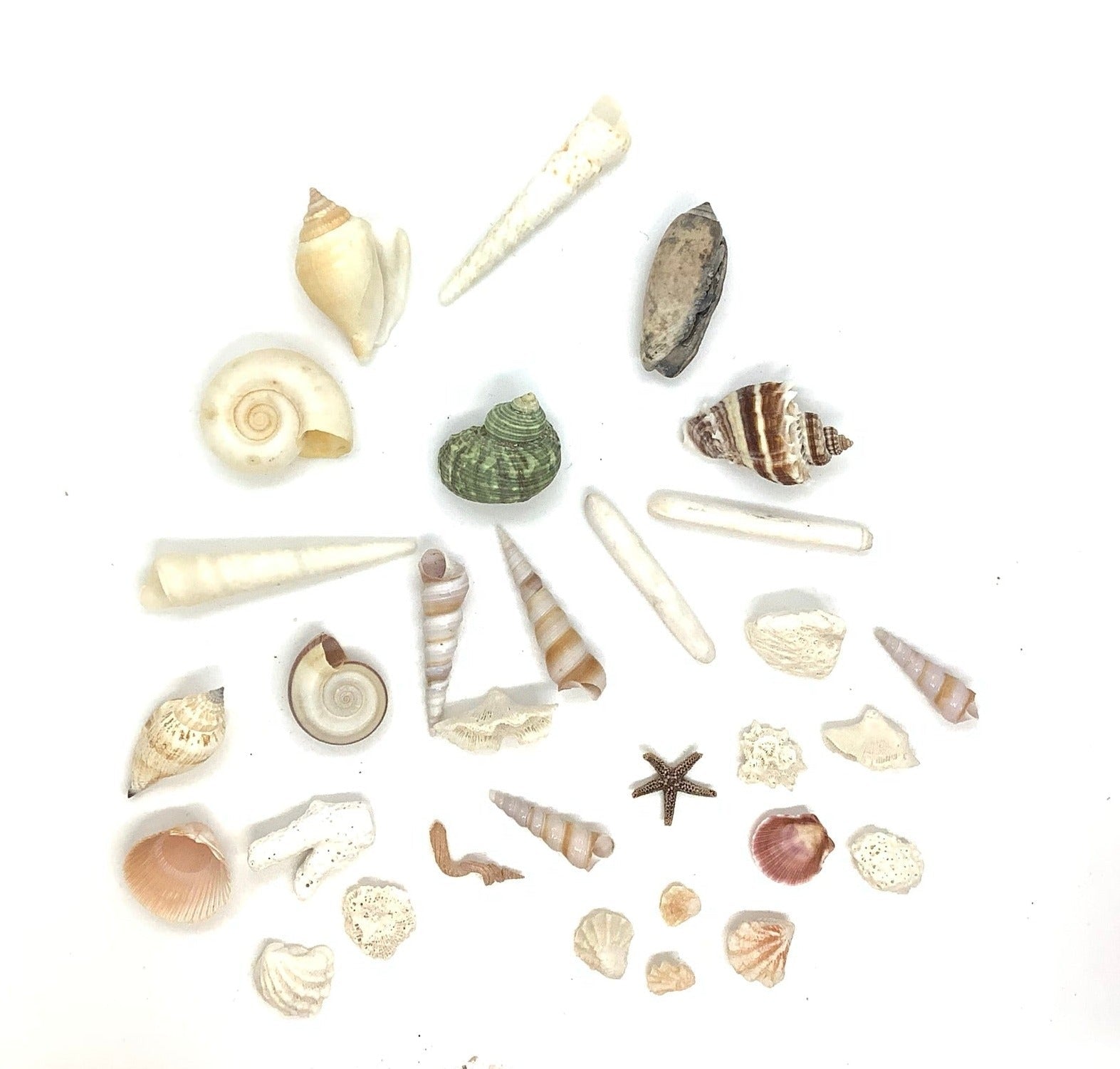 Small Sea Shells Bundle