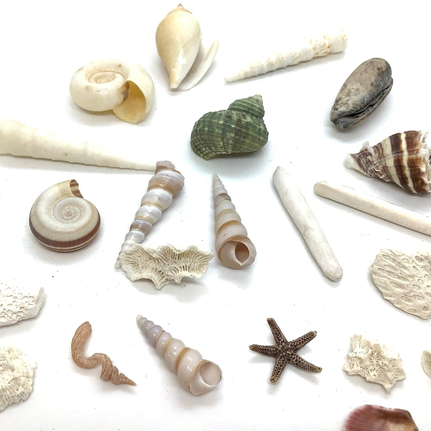 Small Sea Shells Bundle