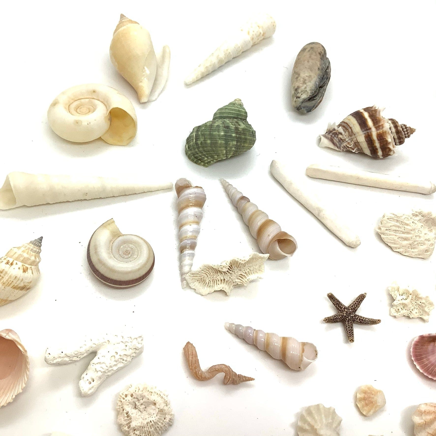 Small Sea Shells Bundle