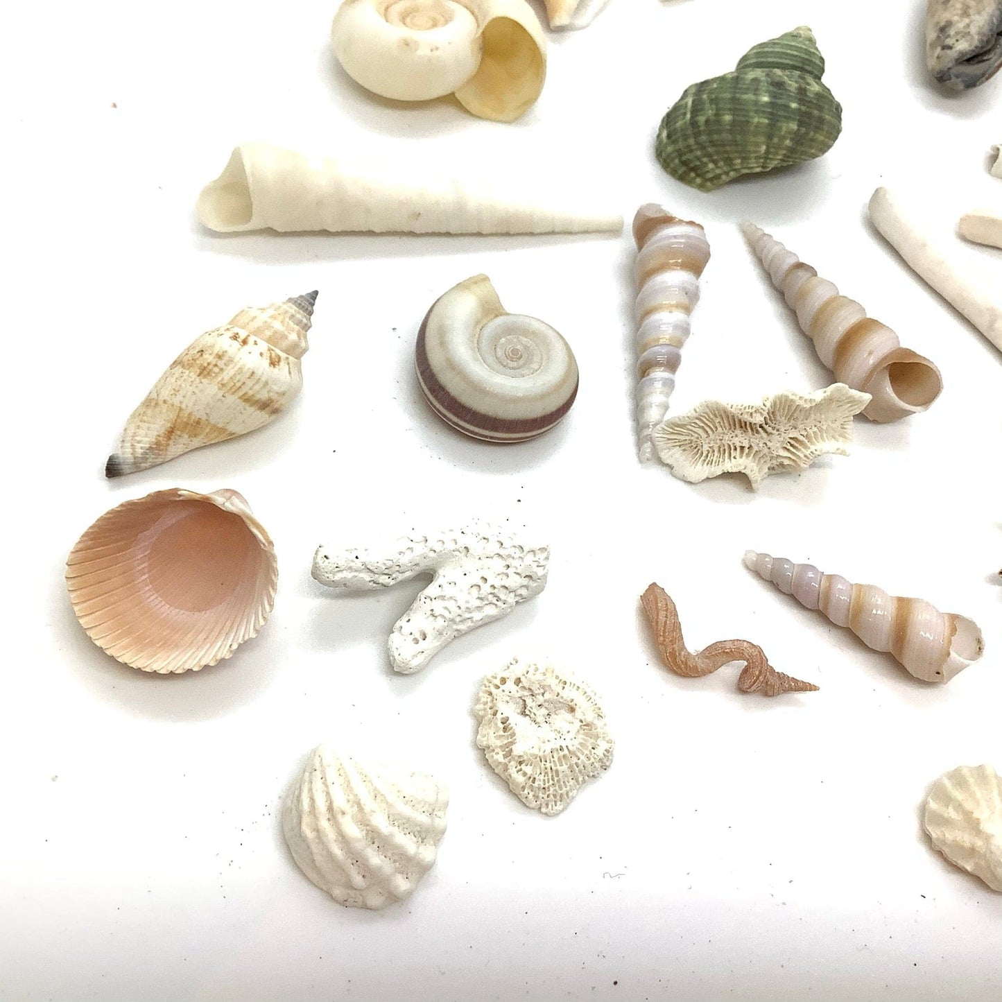 Small Sea Shells Bundle