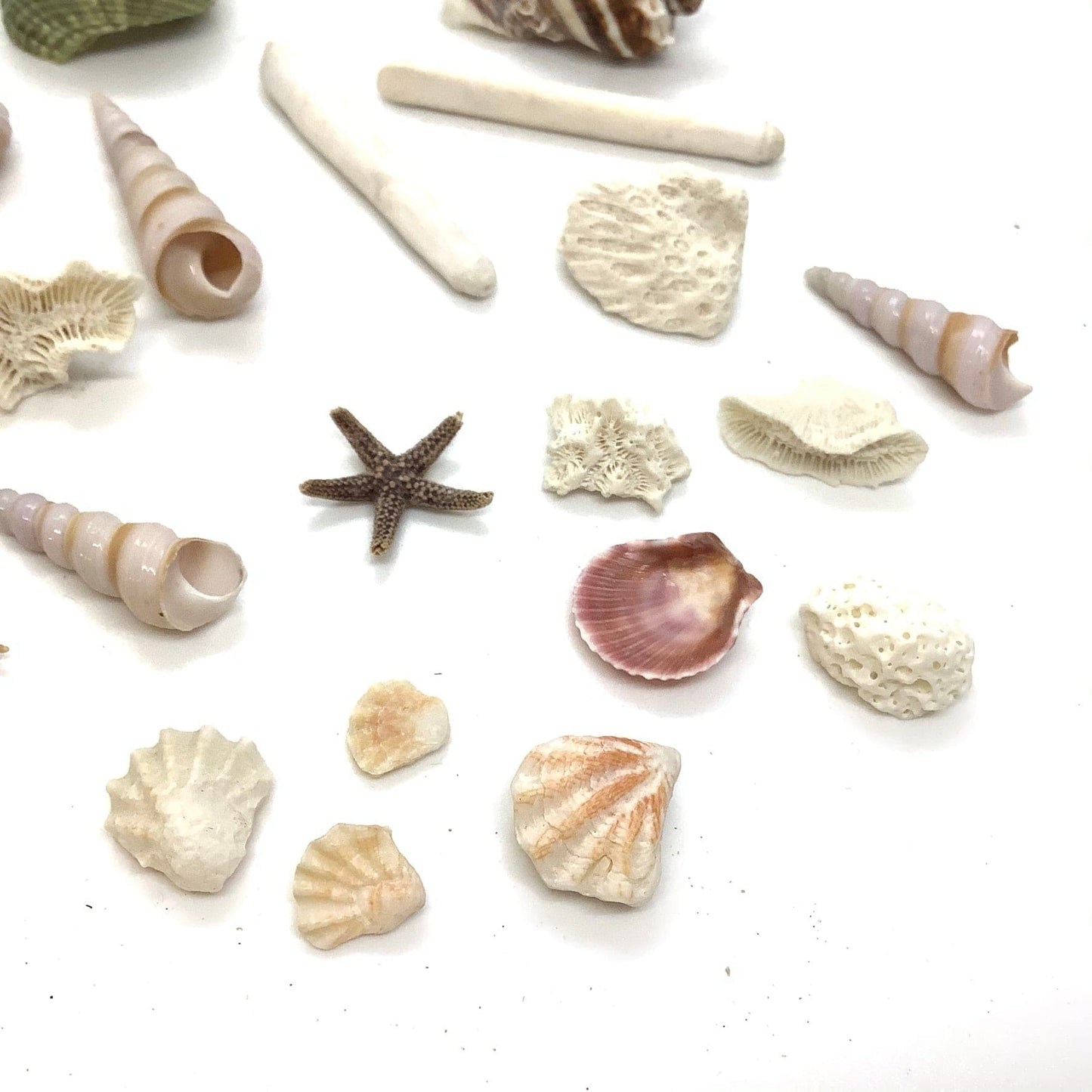 Small Sea Shells Bundle