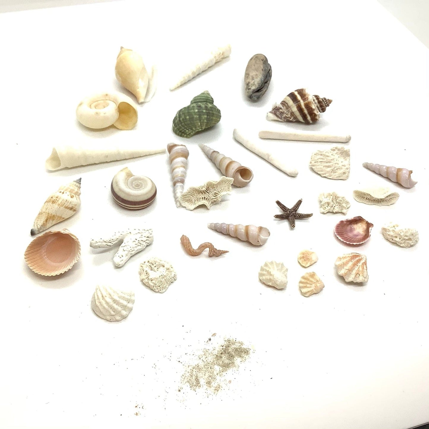 Small Sea Shells Bundle